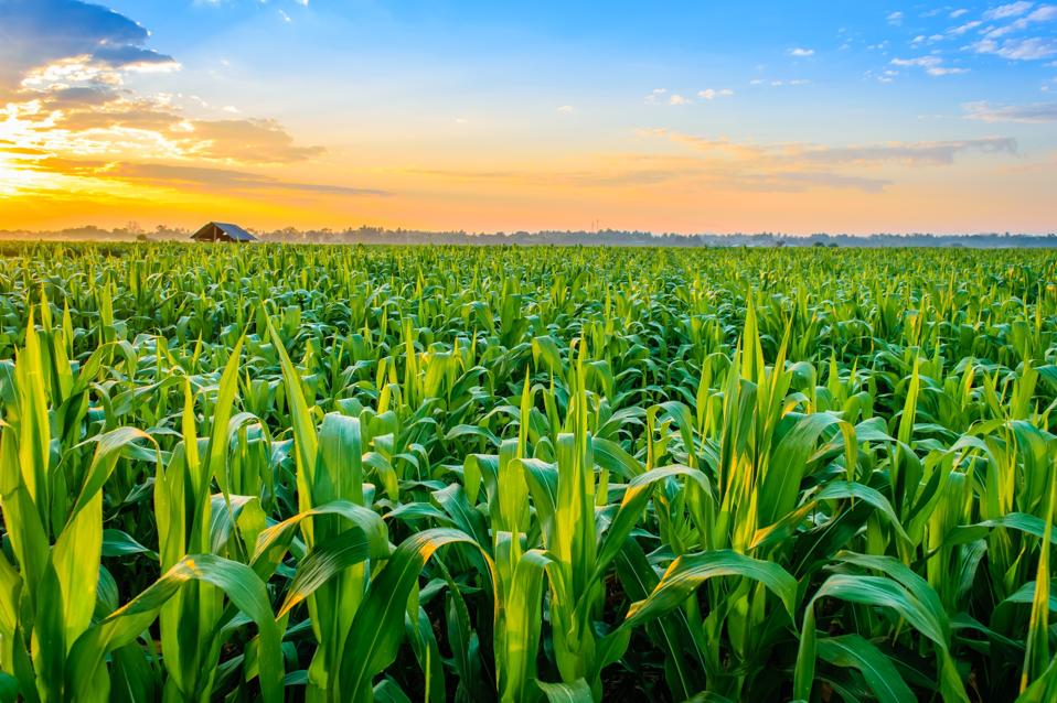 Crops Growing On Field Against Sky During Sunset