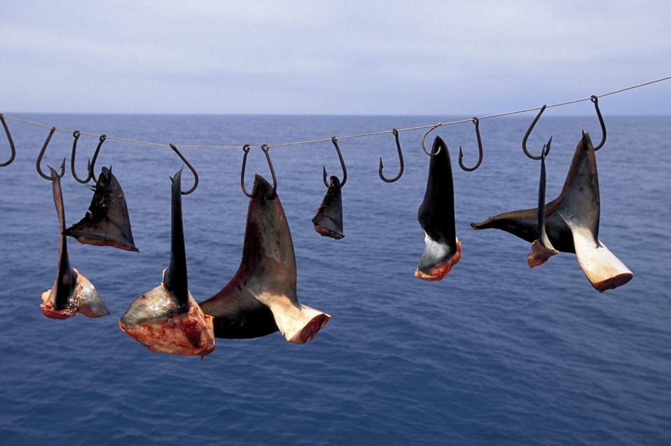 Shark fins hanging from hooks on a line with water in the background.