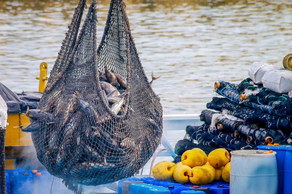 A net full of tuna hanging over the deck of a boat.