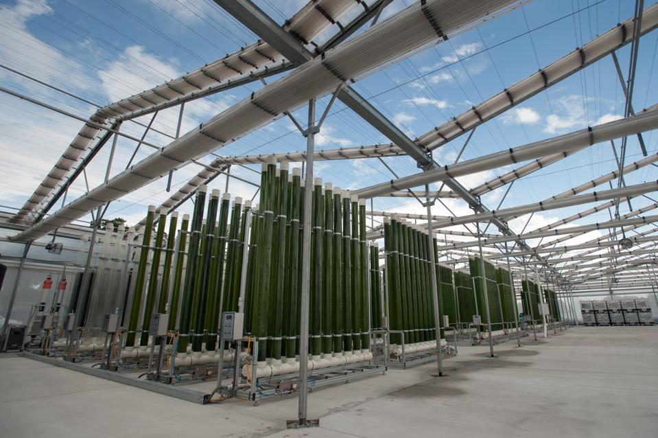 algae tubes, greenhouse
