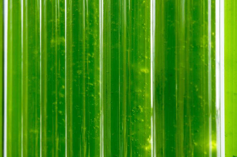 Close up of Algae Grow Tube