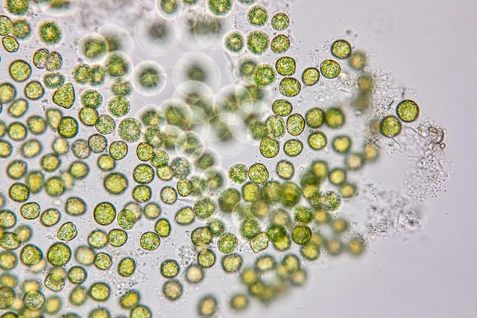 How Algae Can Help Feed The World 5 Algae close up