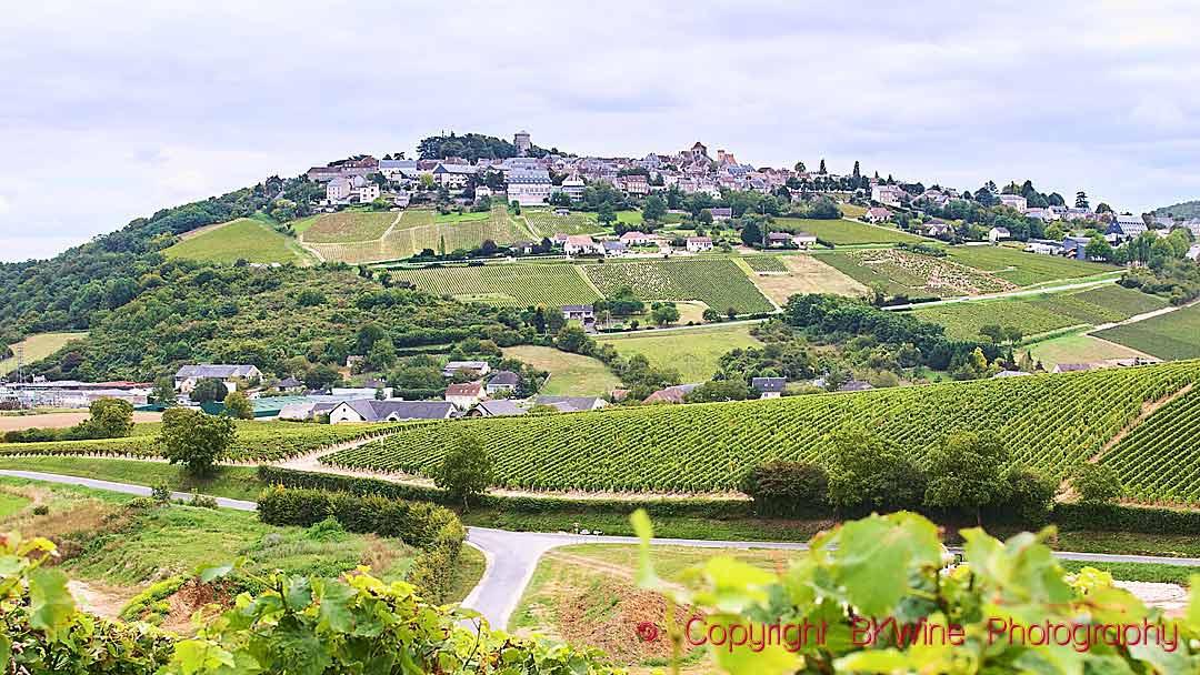 Sauvignon Blanc: This Multitalented, Aromatic Grape Is Growing In Popularity - Vimarsana News