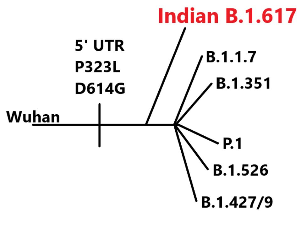 Lineage of B.1.617 variant