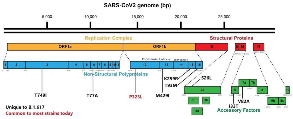 B.1.617 genome with mutations