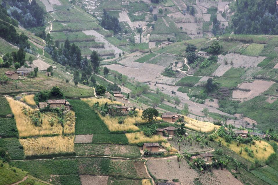 Farmland with fields and farms after deforestation of rainforest in the hills of Rwanda.