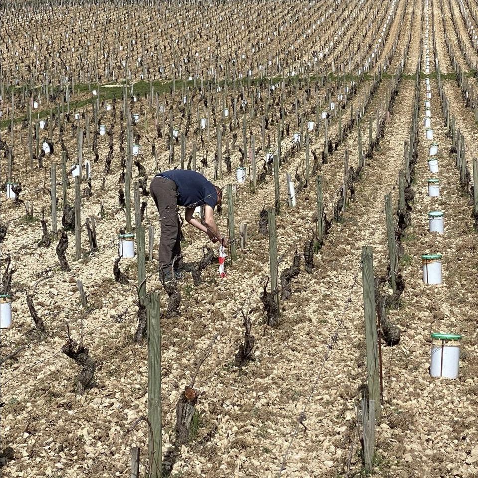Chablis was one of many French wine regions hit by a damaging frost
