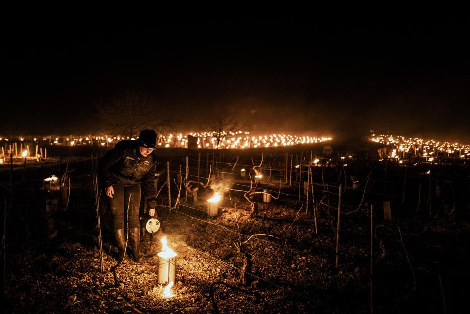 TOPSHOT-FRANCE-AGRICULTURE-WEATHER-VINEYARD