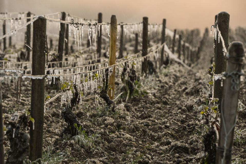 FRANCE-AGRICULTURE-WINE-WEATHER