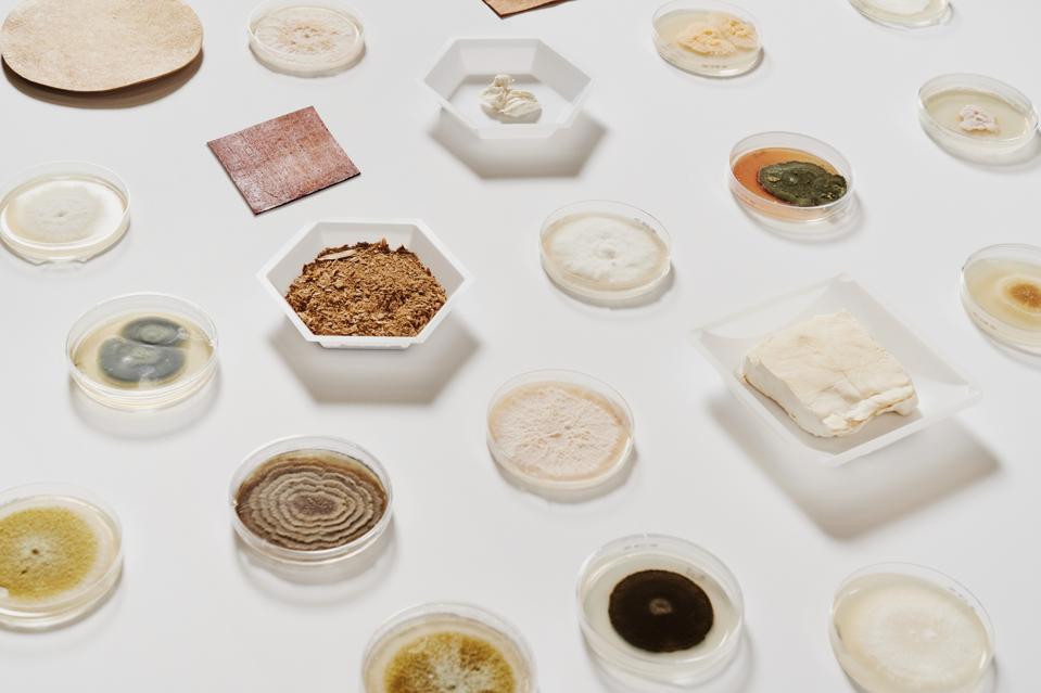 Petri dishes of mushroom products to create Mylo, a mushroom-based leather.