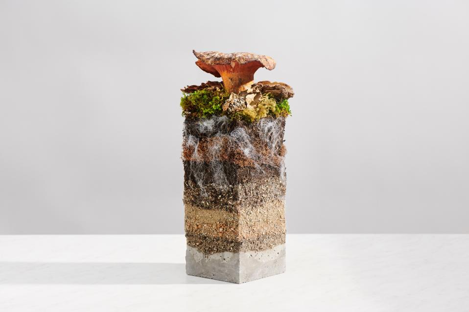 A sample of layers of Earth below a mushroom.