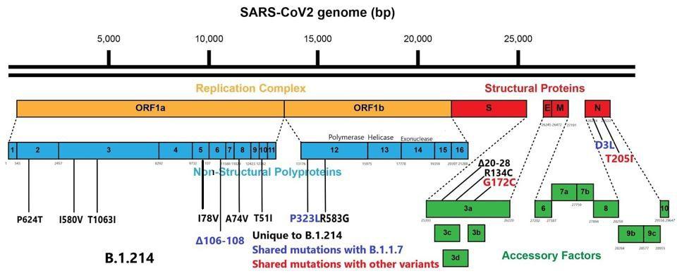 Mutations external to the spike protein