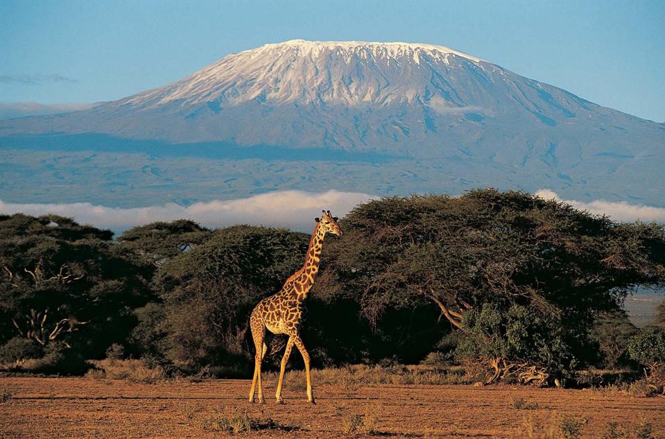Giraffe in front of Kilimanjaro