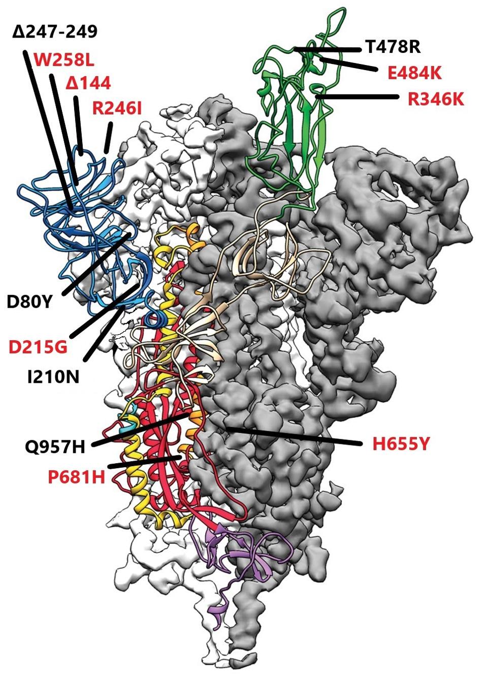 Tanzanian Variant spike protein