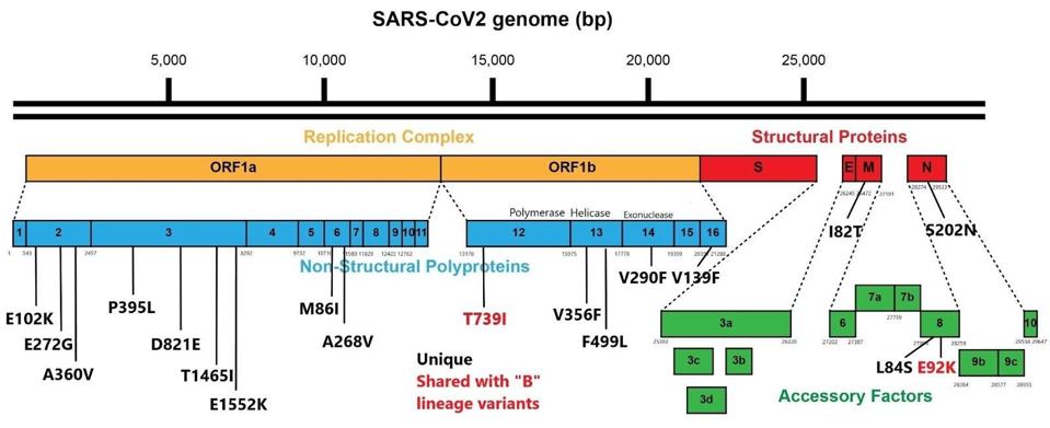 FIGURE 3 EXTRA-SPIKE MUTATIONS