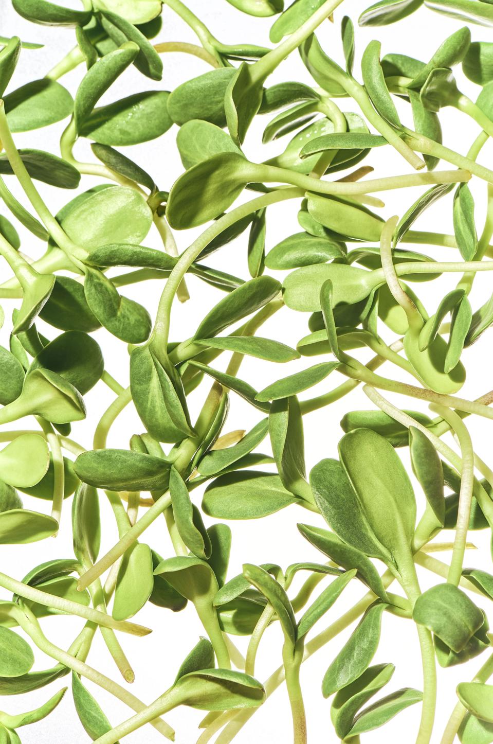 Purpose At Work: How Square Roots Is Growing A Sustainable Food Movement