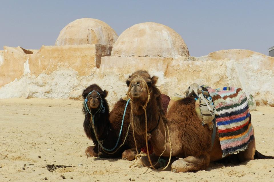 Camels-outside-Tatooine
