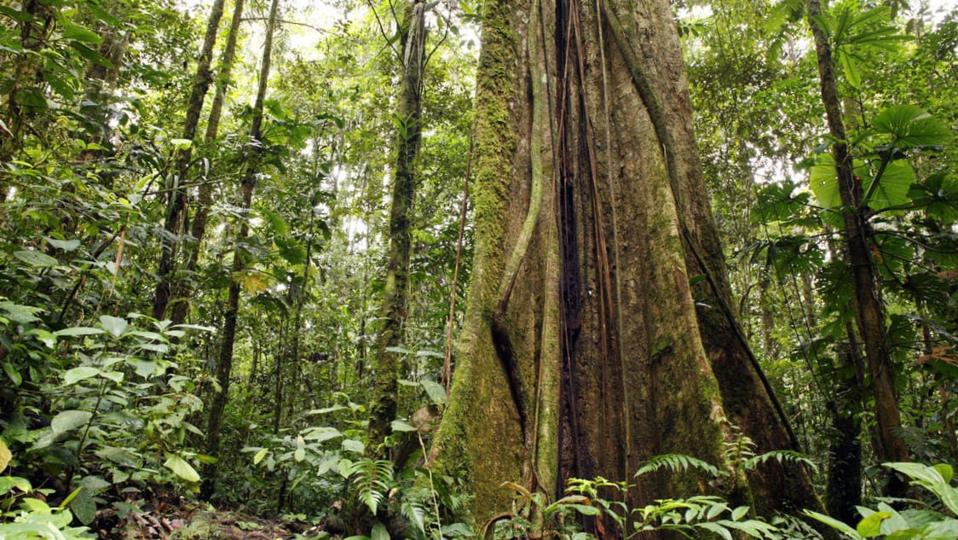 inside tropical rainforest