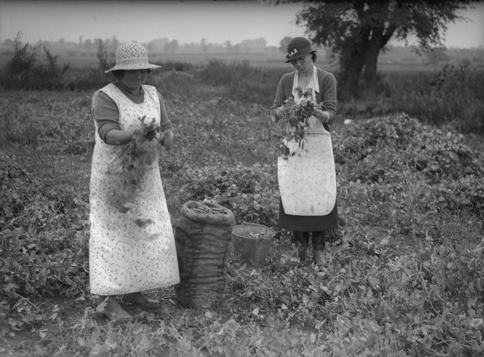 These 1936 Essex pea pickers probably didn't dream that peas could help save the planet one day