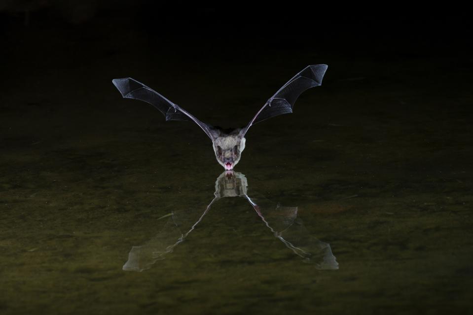 These Savvy Humans Are Saving Bats From Human COVID