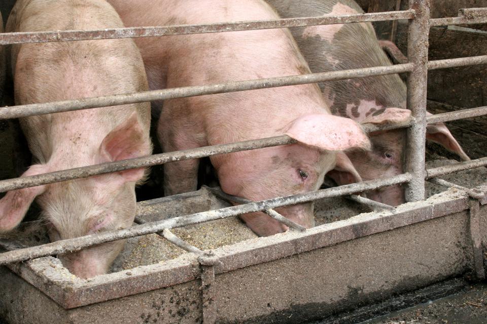 AmEx Learns The Hard Way: Pigs Get Fed; Hogs Get Slaughtered