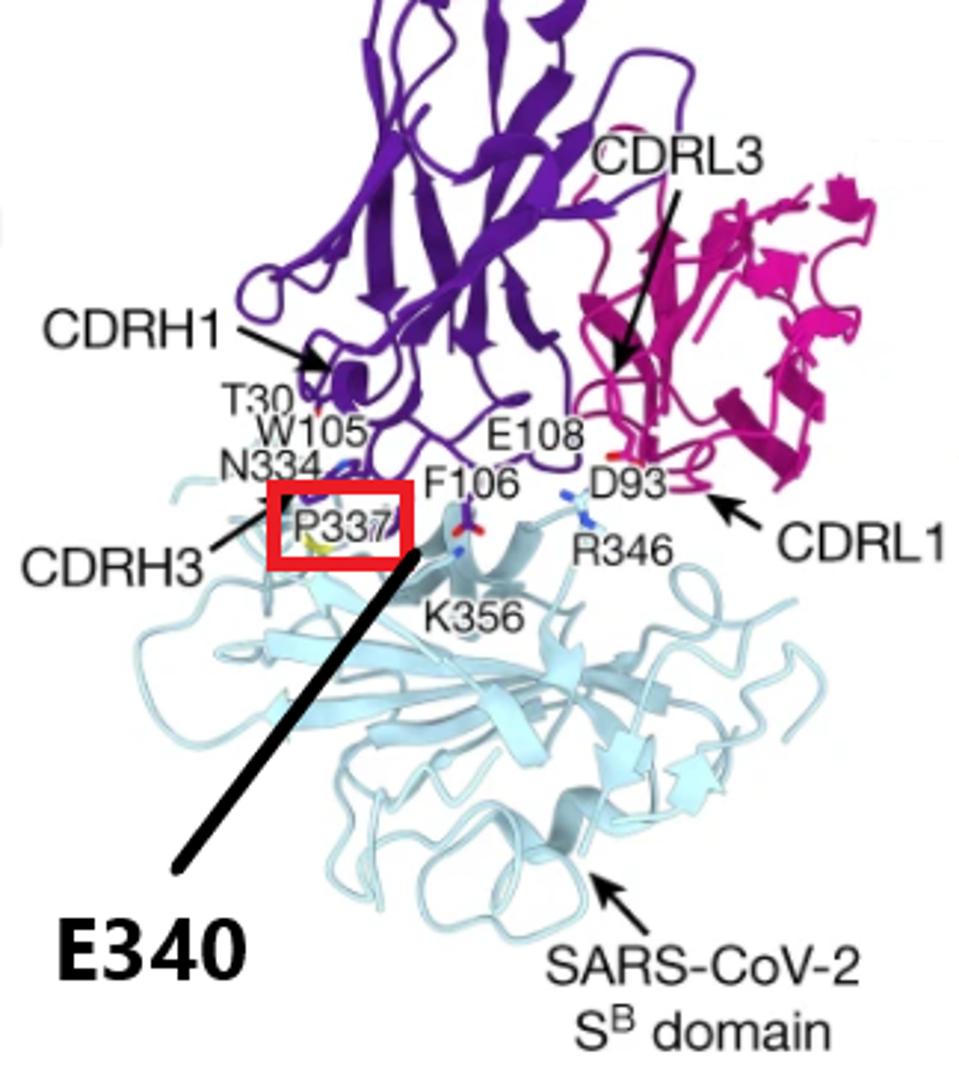 Antibody binding to the virus with major mutation sites highlighted