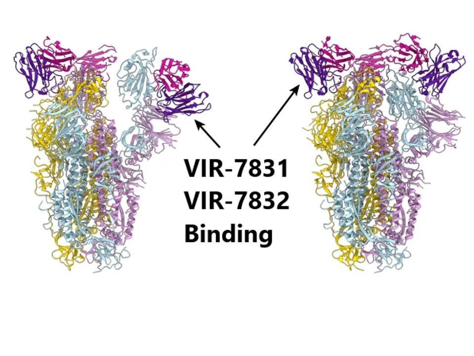 Sites for VIR-7831 and VIR-7832 binding