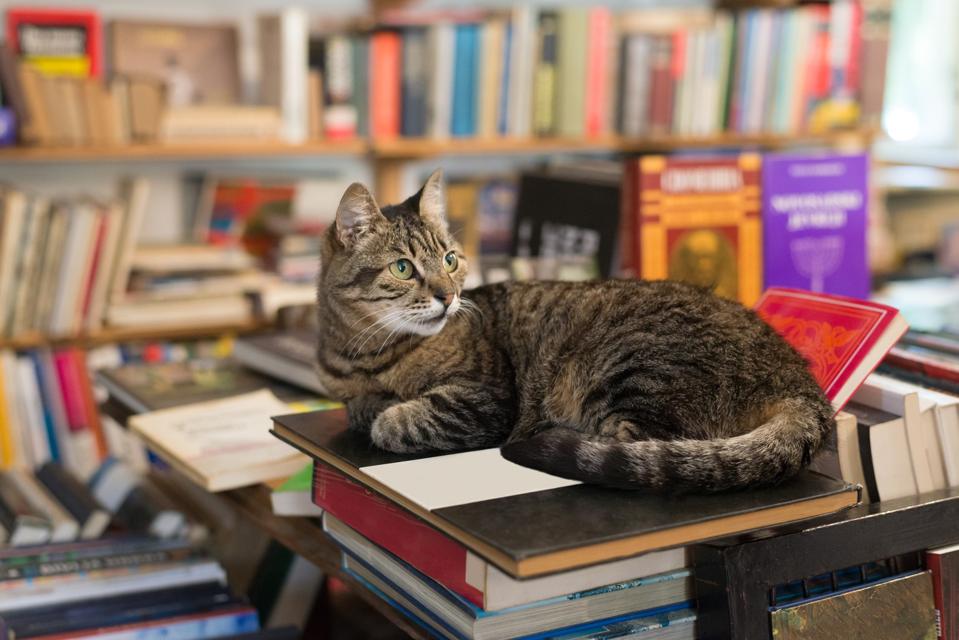 Petaluma to Open Bookstore Cat Adoption Center