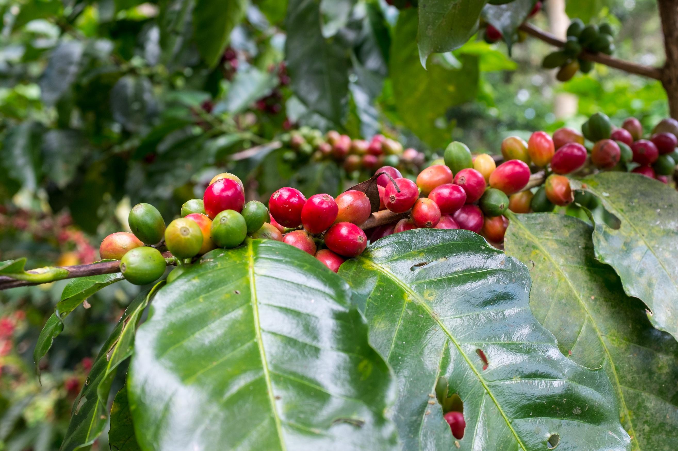Afficionado Coffee Roasters Launches Retail Operation And Canned Beverage Line - Vimarsana News