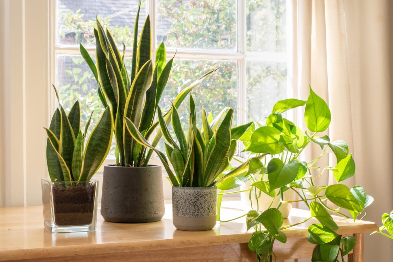12 Of The Best Indoor Plants, According To Experts - Vimarsana News