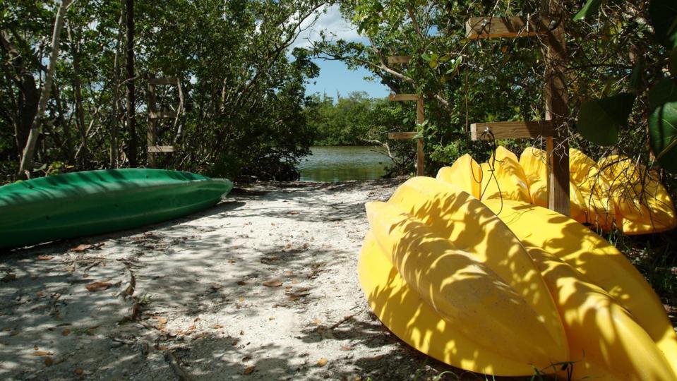 A stack of kayaks sitting next to a river with mangroves on the coast