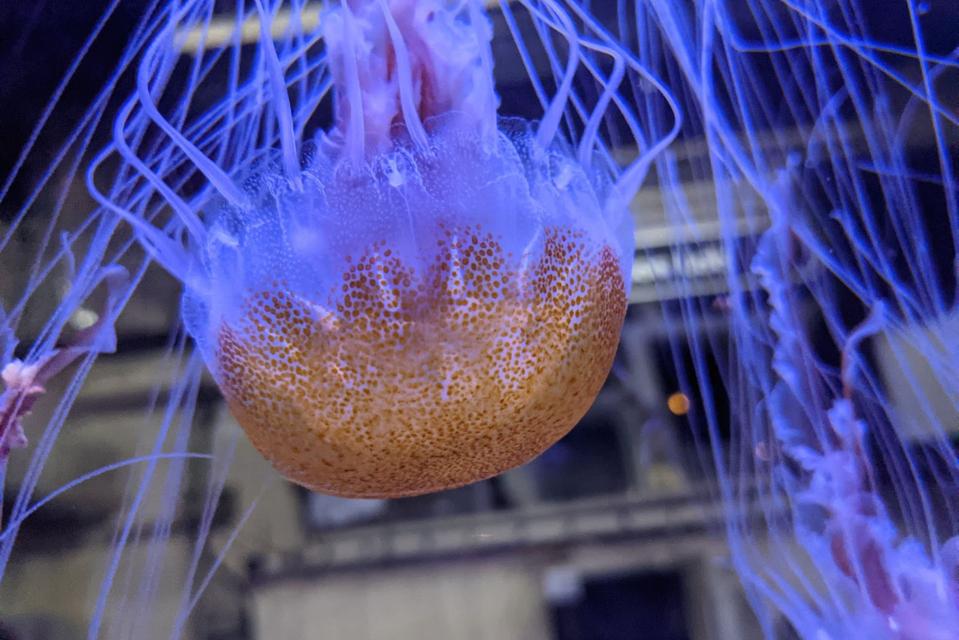 A jellyfish at the Mote Marine Lab & Aquarium in Sarasota, Fla.