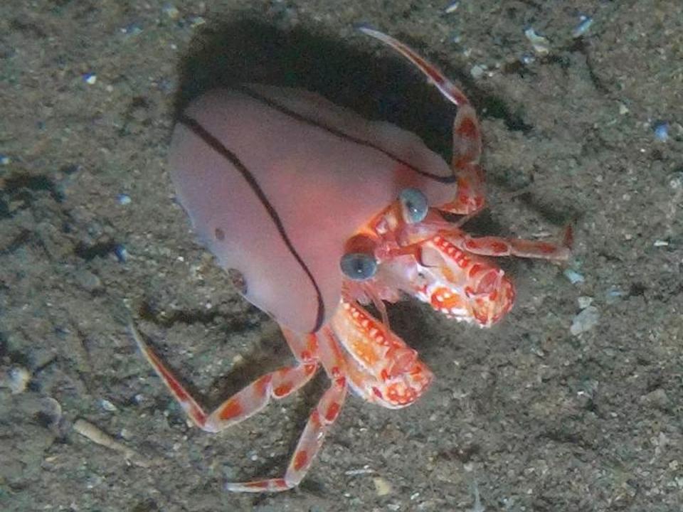 A white and red hermit crab with blue eyes wearing a semi-transparent anemone for a shell