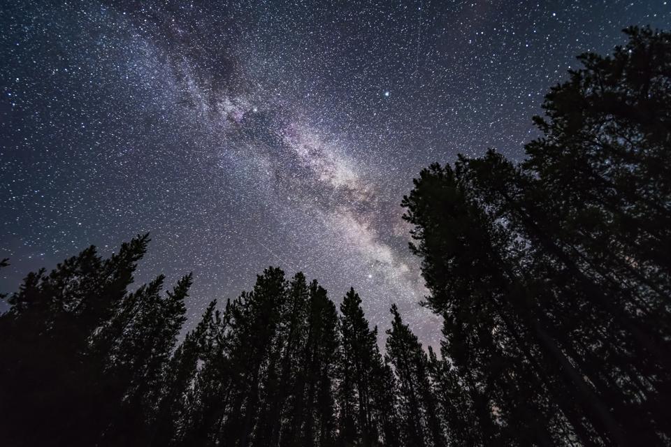 The summer Milky Way looking up through trees in Banff National Park, Canada.