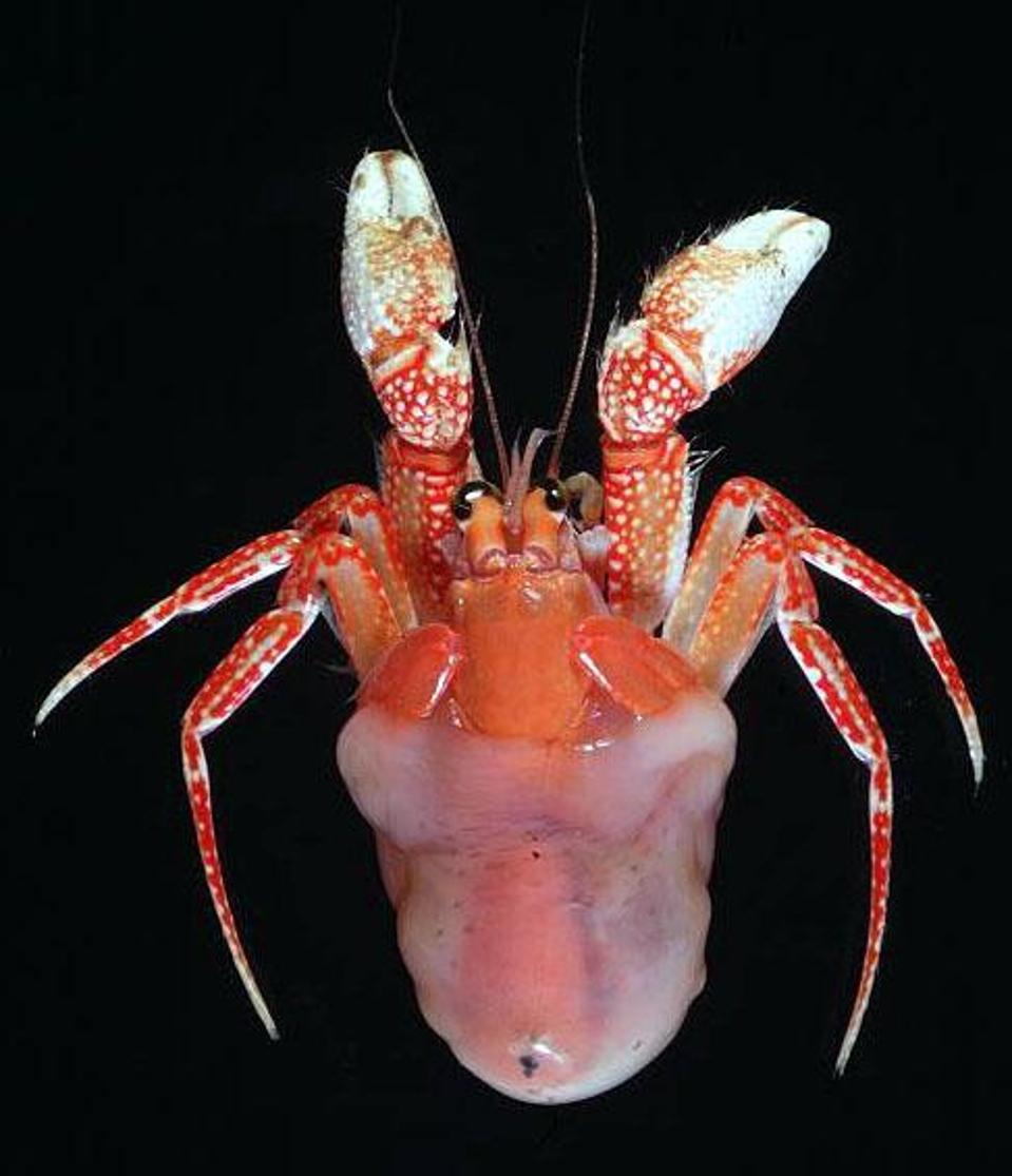A red hermit crab wearing a pink, see-through anemone.