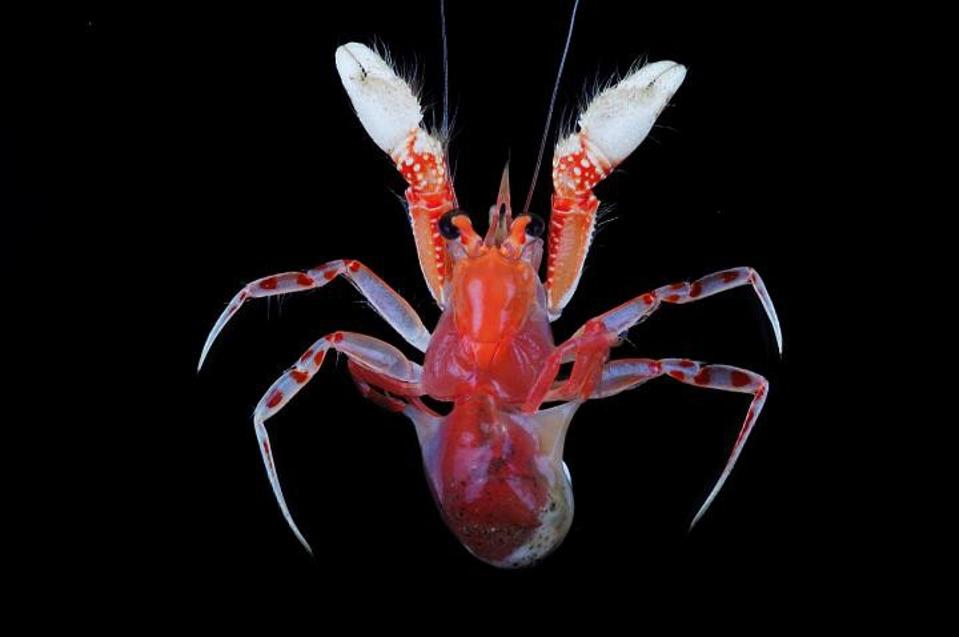 A slender, red hermit crab with white, red-spotted legs and white claws wearing a see-through anemone.