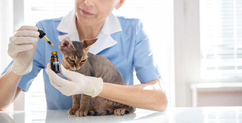 Veterinarian giving CBD oil drops to a cat