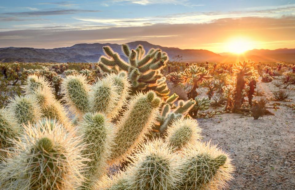 Ours en peluche cholla cactus dans Joshua Tree National Park au coucher du soleil, California USA