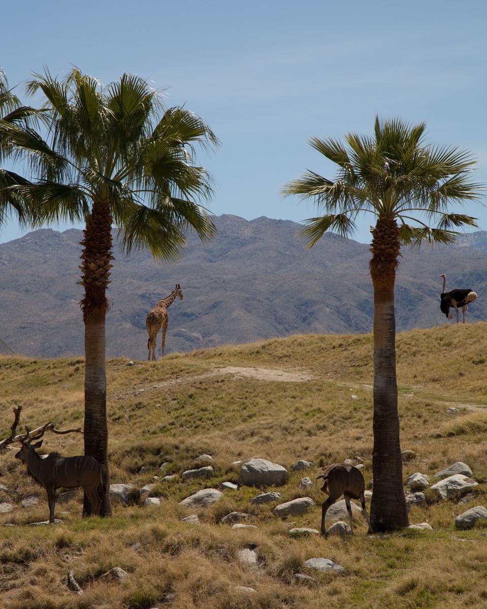 Le zoo et les jardins du désert vivant, Palm Desert, Californie