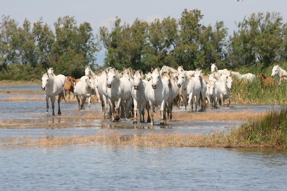 The Camargue Regional Natural Park