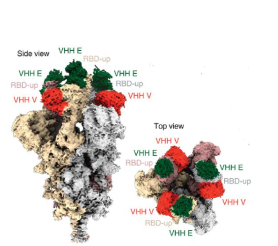 Nanobodies V and E binding to the spike protein.