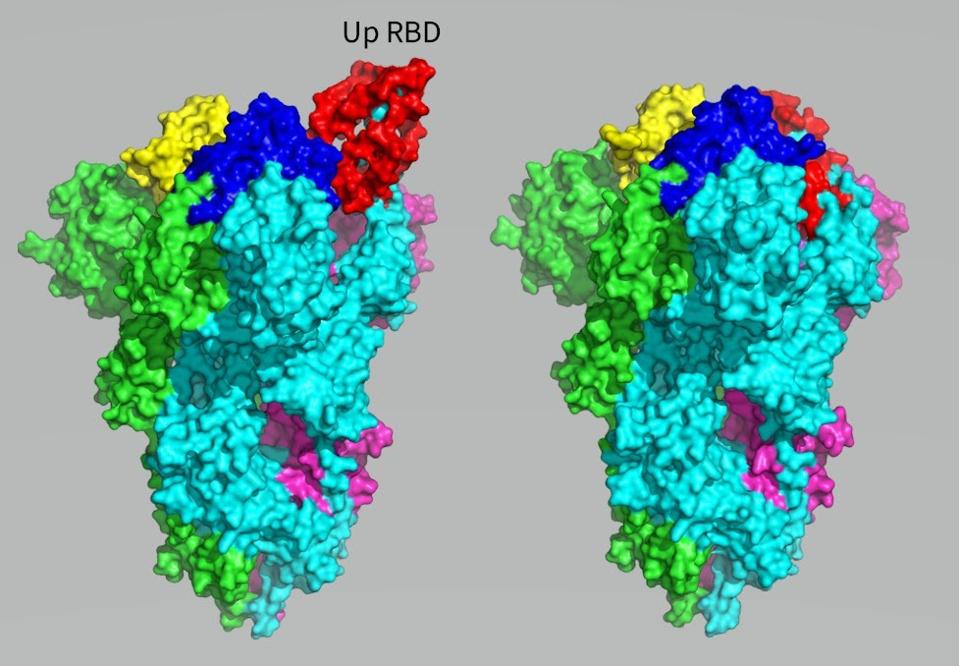 Receptor binding domain in up and down positions.