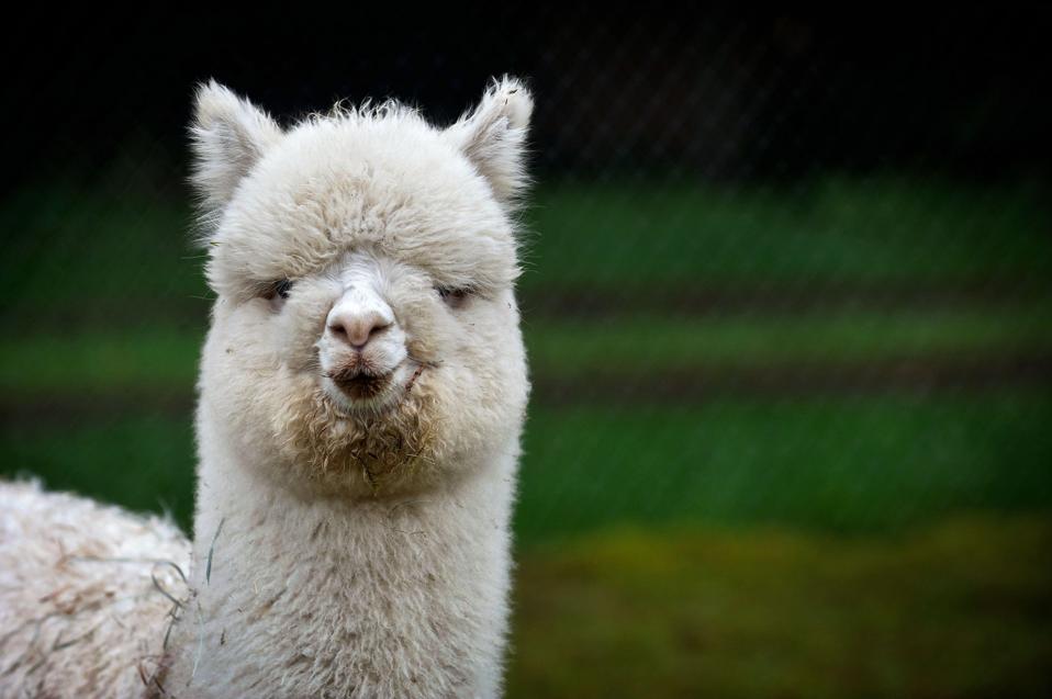 Alpaca