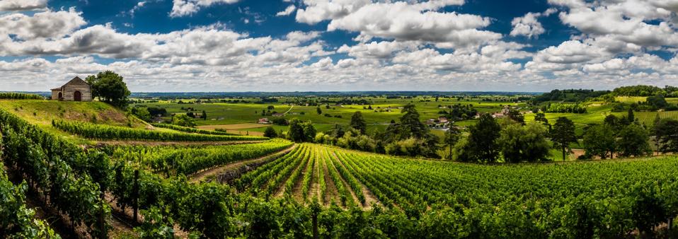 Panorama of vineyards under the beautiful sky with clouds. Bordeaux, France