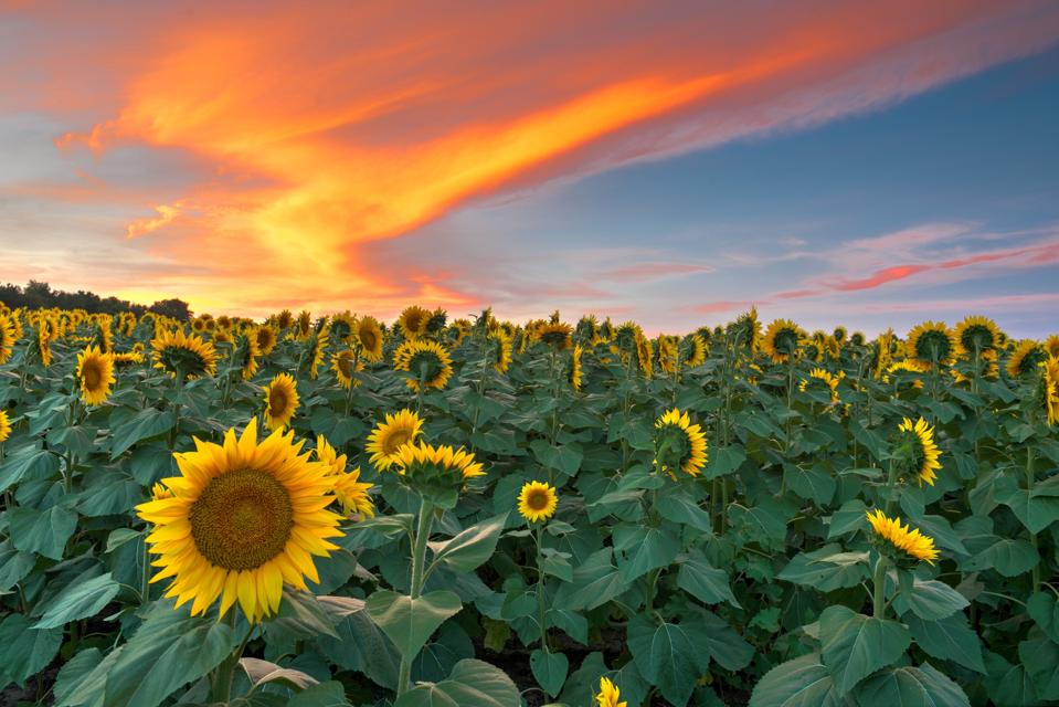 The Grinter family farm just outside of Lawrence, Kansas.