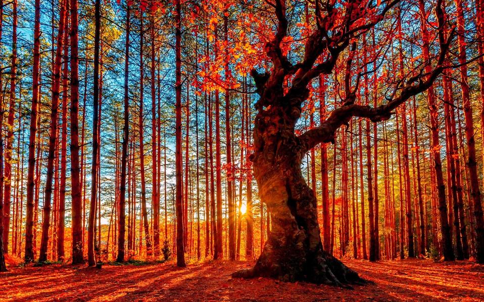 Autumn in Vermont