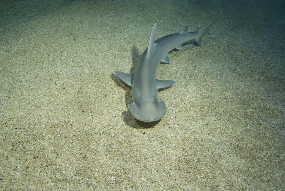 Bonnethead (Sphyrna tiburo) Seaquarium du Grau du Roi, France