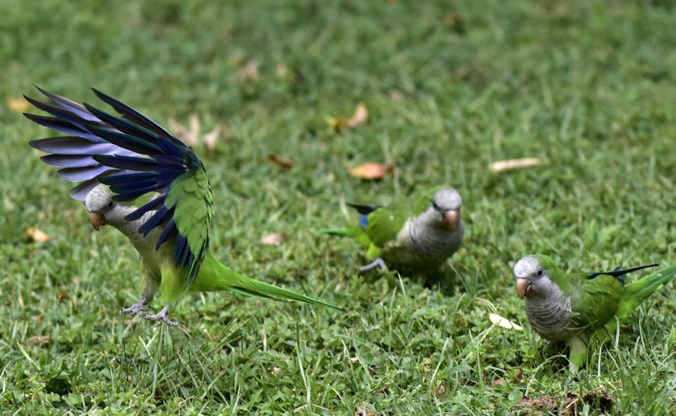 Madrid Plans To 'Ethically' Slaughter 12,000 Invasive Parakeets