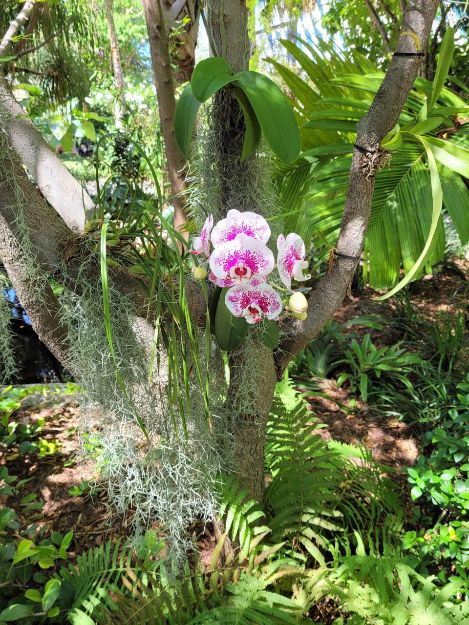 Orquídea en el Jardín Botánico de Miami Beach