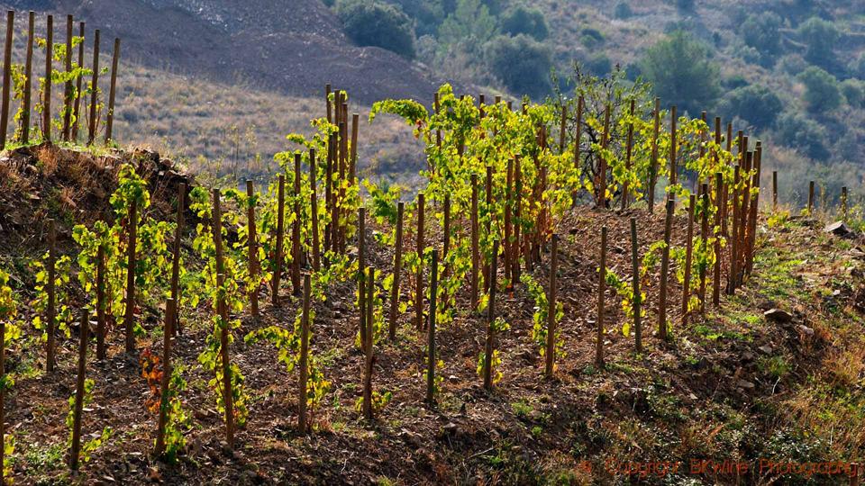 Vineyards of Mas Igneus near Gratallops in Priorat